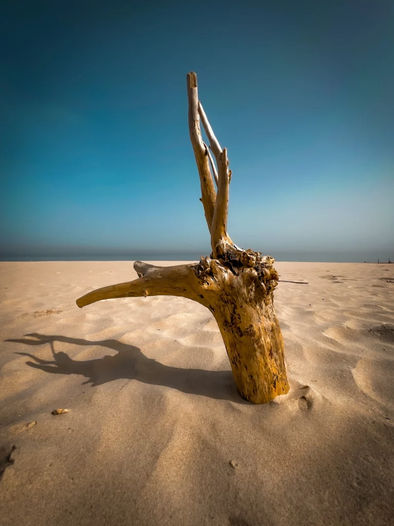 wystający konad z piasku nad morzem