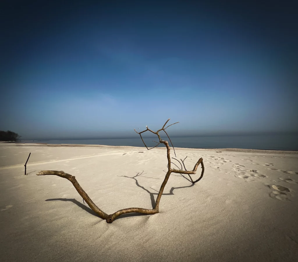 gałąź nad morzem bałtyckim