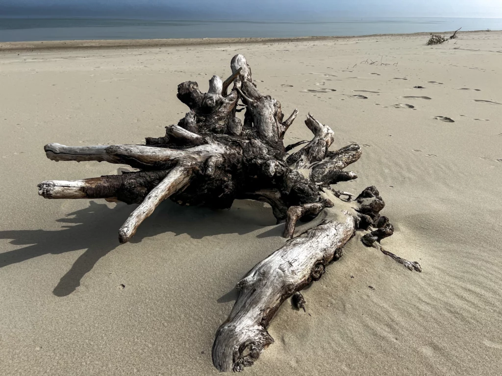 Wyrzucony konad przez morze