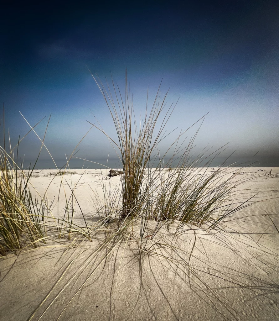 wysoka trawa nad bałtykiem